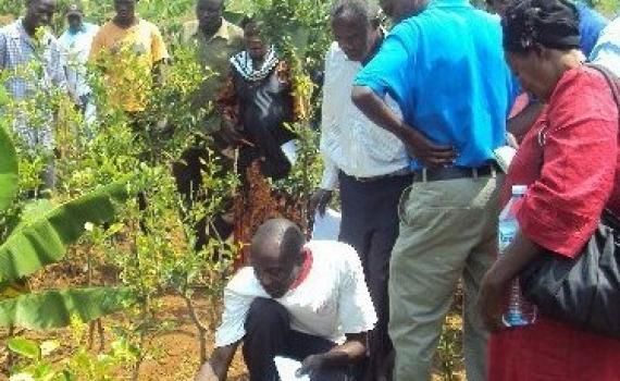 Farmers examine their plants in the fields.